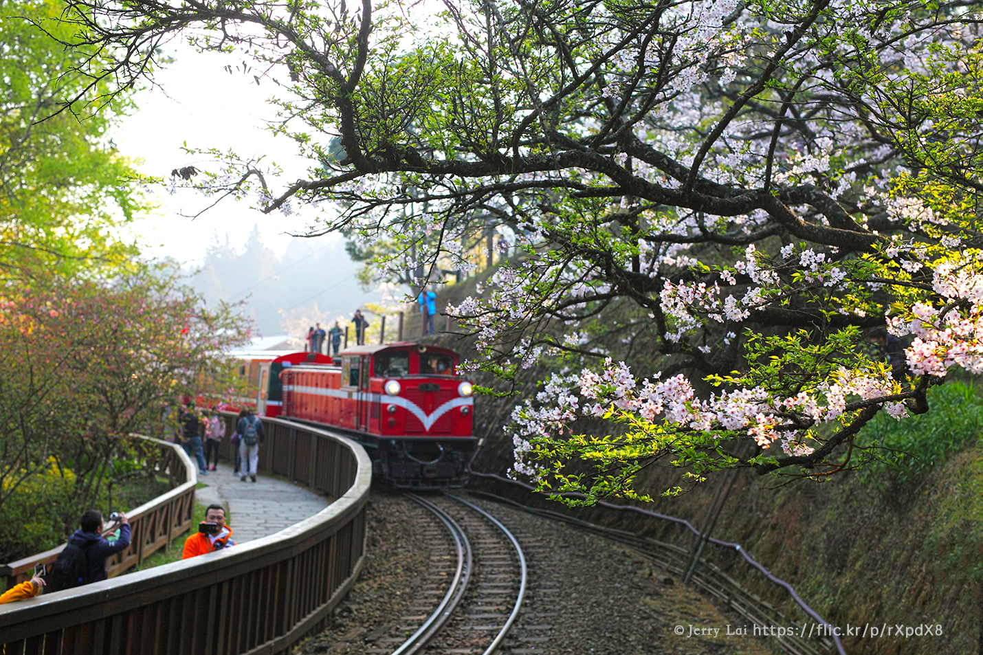 开往梦幻森林,迎向日出的蒸汽小火车—阿里山森林列车